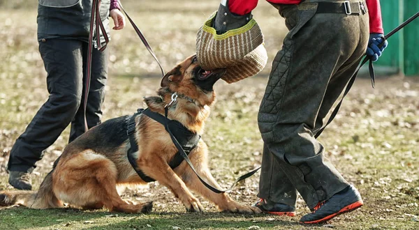 作業犬の訓練 — ストック写真