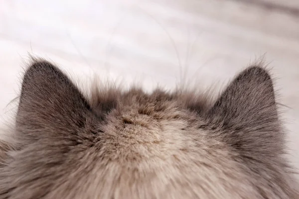 Puszysty kocie uszy — Zdjęcie stockowe