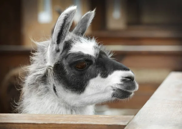 Cute funny lama Stock Photo