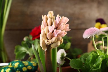 Güzel sümbül çiçek