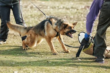 Çalışan köpek eğitimi