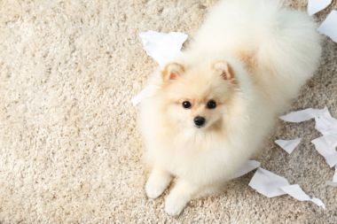 Pomeranian spitz köpek 