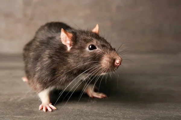 Cute funny rat — Stock Photo, Image