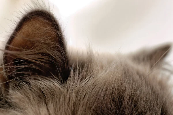 fluffy Cat ears