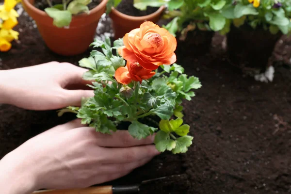 女性植栽ラナンキュラスの花 — ストック写真