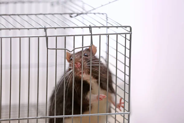 Cute rat in cage — Stock Photo, Image