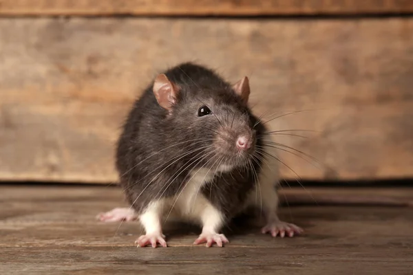 Ładny zabawny szczur — Zdjęcie stockowe