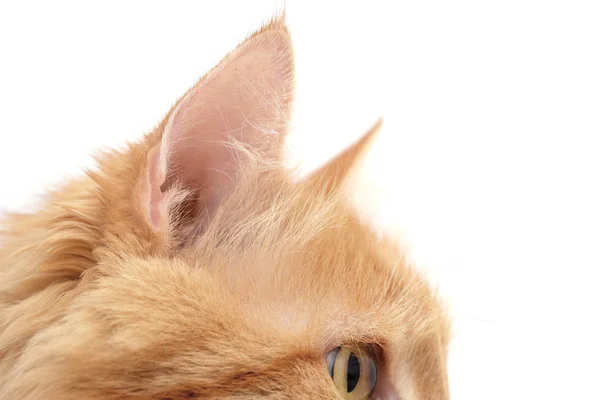 Morbide orecchie di gatto — Foto Stock