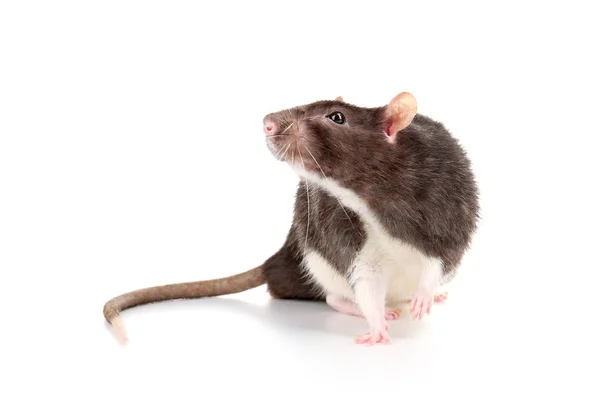 Симпатичная бытовая крыса — стоковое фото