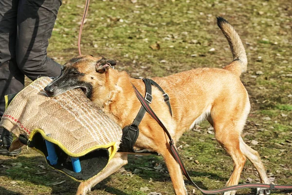 A kar védő kabátujj kutya — Stock Fotó