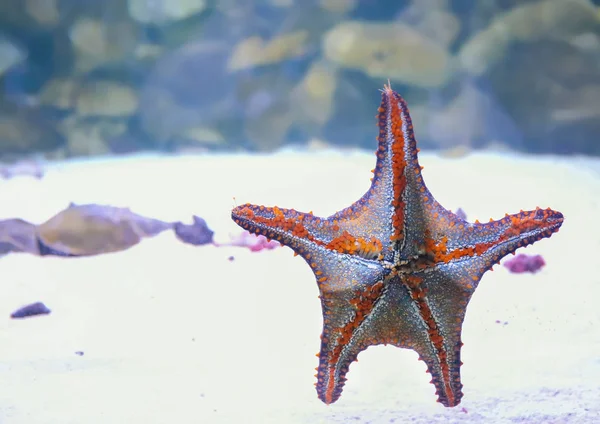 Exotic starfish in aquarium Stock Image
