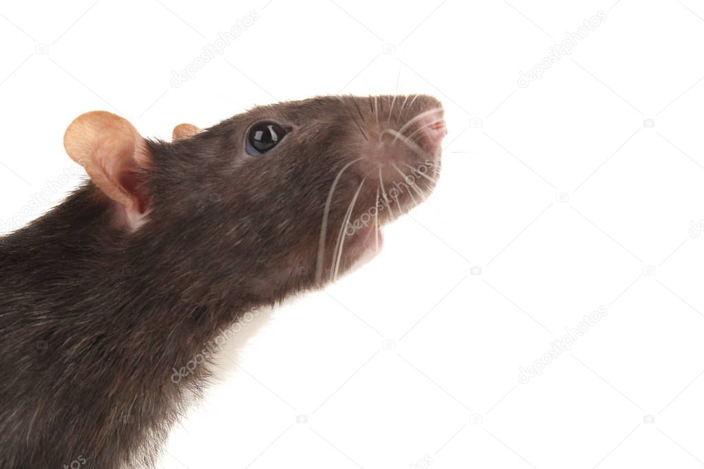 Cute funny rat