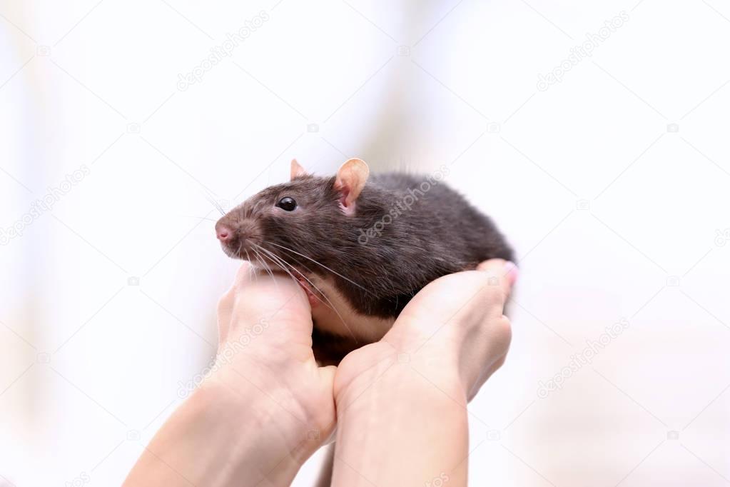 Hands of woman with cute rat
