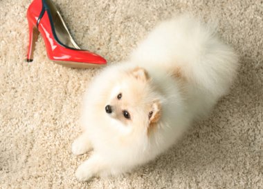 Pomeranian spitz köpek 