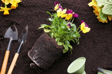Beautiful pansies and gardening tools clipart
