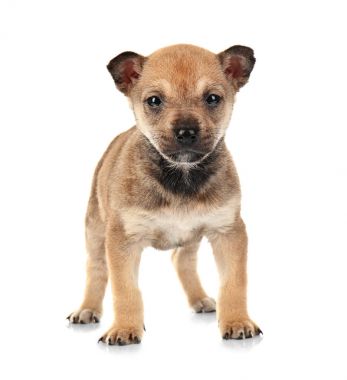 sevimli küçük köpek  