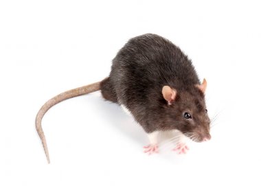 Şirin komik yerli sıçan 