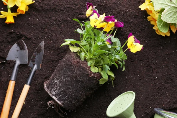 Belos pálidas e ferramentas de jardinagem — Fotografia de Stock