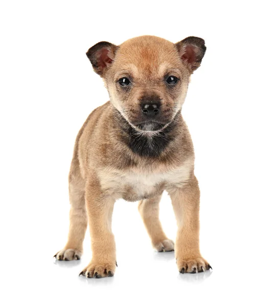 Sevimli küçük köpek — Stok fotoğraf