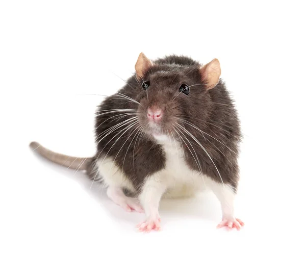 Rato doméstico engraçado bonito — Fotografia de Stock