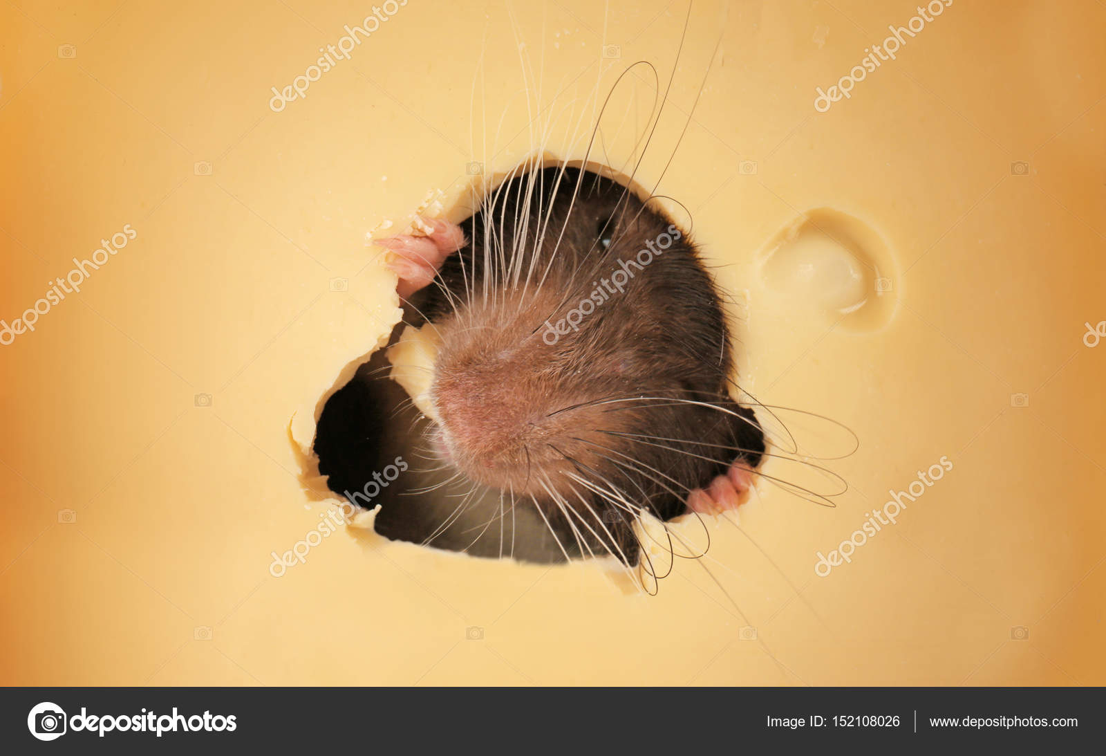 Pictures funny rats eating cheese Cute funny rat eating cheese