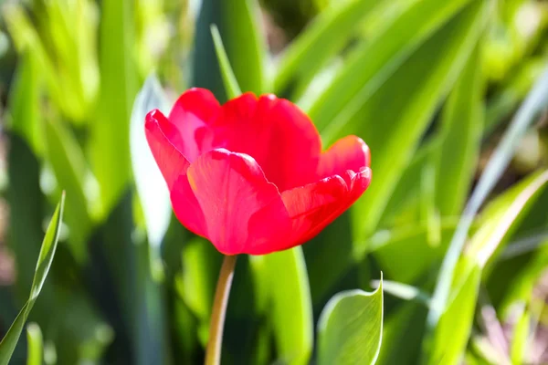 Hermoso tulipán rojo —  Fotos de Stock