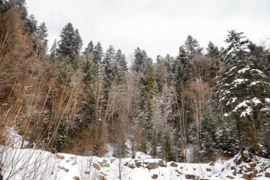 güzel manzara orman ile