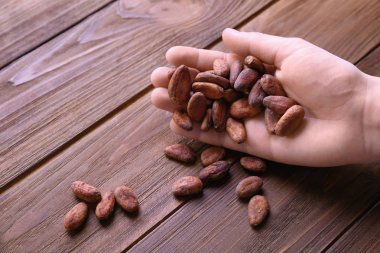 aromatik kakao çekirdekleri tutan el 