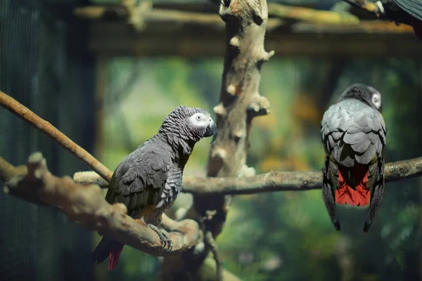 Cute Jaco parrots in zoo — Stock Photo, Image