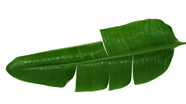 Banana leaf on white — Stock Photo, Image