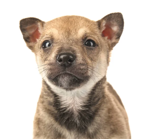 Söt liten valp — Stockfoto