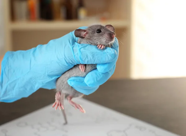 Рука с крысой в лаборатории — стоковое фото