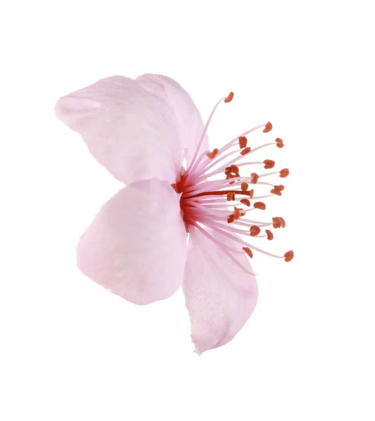 Blooming tree flower — Stock Photo, Image