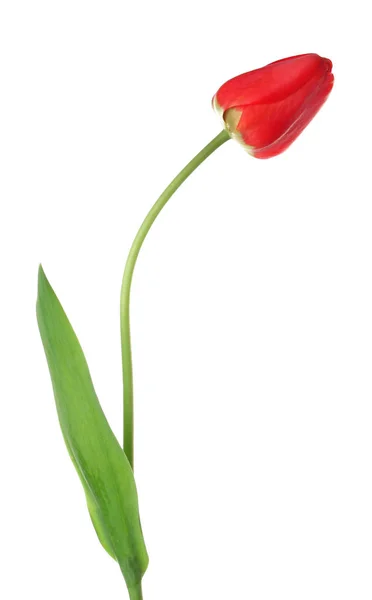 Hermosa flor de tulipán —  Fotos de Stock