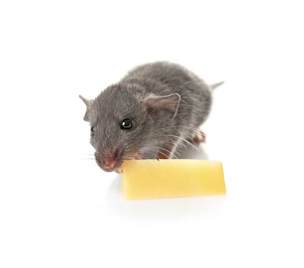 Cute funny rat eating cheese — Stock Photo, Image