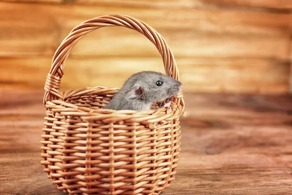 Rato engraçado bonito na cesta de vime — Fotografia de Stock