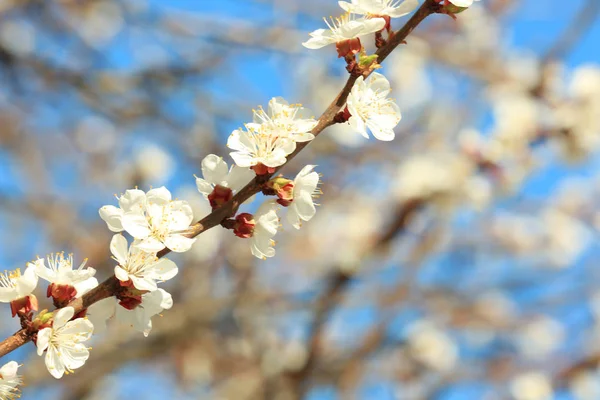 Branch of blooming fruit tree on blurred background — Stock Photo, Image