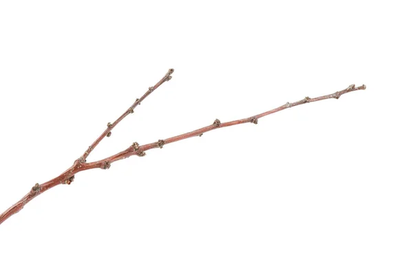 Leerer Zweig auf weißem Hintergrund — Stockfoto