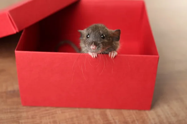 可爱搞笑的老鼠 — 图库照片