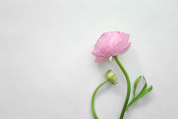 Όμορφη ranunculus φρέσκο λουλούδι — Φωτογραφία Αρχείου