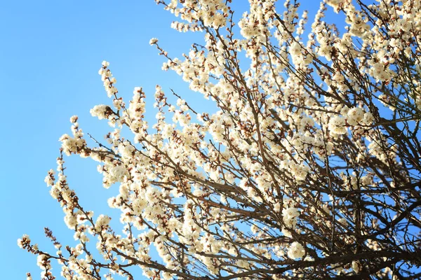 Branches d'arbres fruitiers en fleurs contre le ciel bleu — Photo