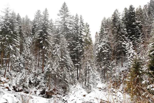 Beautiful landscape with forest — Stock Photo, Image