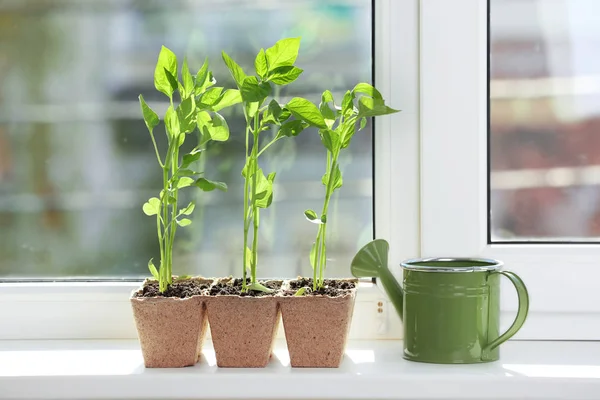 Fröplanta av växter i krukor — Stockfoto