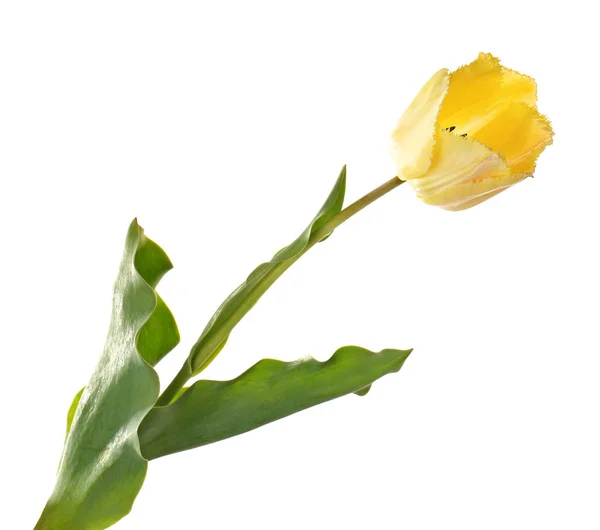 Beautiful tulip flower Royalty Free Stock Photos