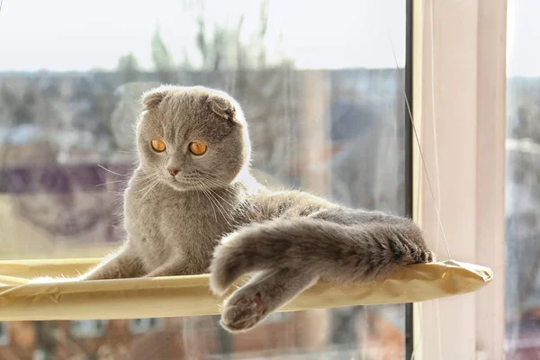 Gato curioso descansando na janela — Fotografia de Stock