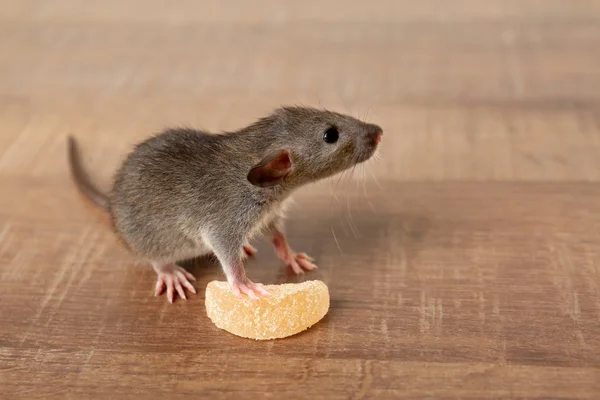 Rat and tasty candy — Stock Photo, Image