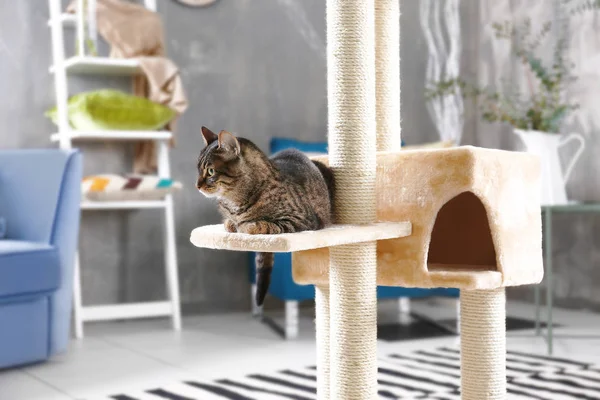 Gato sentado en el árbol — Foto de Stock