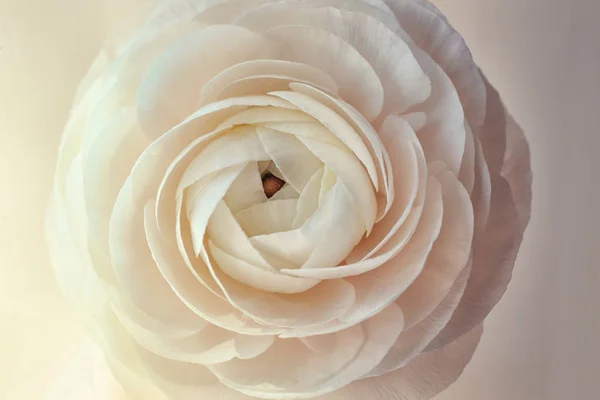 Beautiful fresh ranunculus flower — Stock Photo, Image