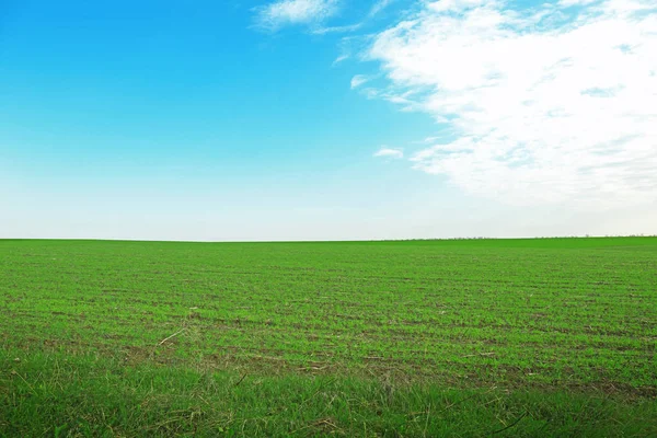 Ландшафт зеленого поля и голубого неба — стоковое фото