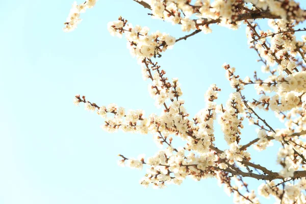 Ramas de árboles frutales en flor contra el cielo azul — Foto de Stock